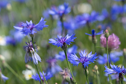 Whole fields are coloured brilliant blue with cornflowers on this photo workshop